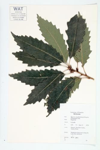 Chinqaupin Oak; Yellow Oak specimen