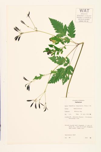 Longstyle Sweetroot; Smooth Sweet Cicely  specimen