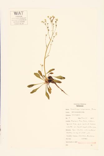 Virginia Saxifrage specimen