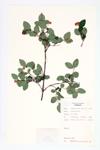 Thin-leaved Snowberry; Snowberry specimen