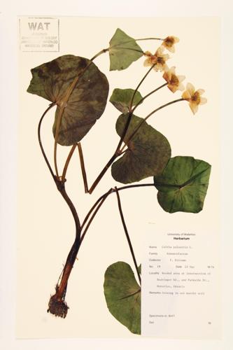 Marsh Marigold; Cowslip specimen