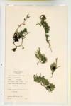 Sitka club-moss; Alaskan Club-moss specimen