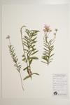 Wood Aster; Bog Aster  specimen