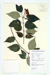 Drummond's Dogwood; Rough-leaved Dogwood specimen