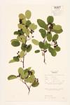 Dwarf Serviceberry; Low Juneberry specimen