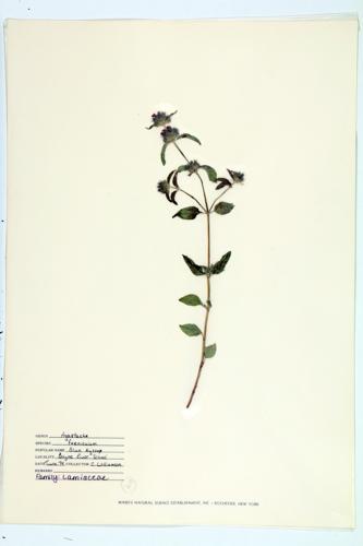 Lavender Giant-hyssop; Blue Giant-hyssop specimen