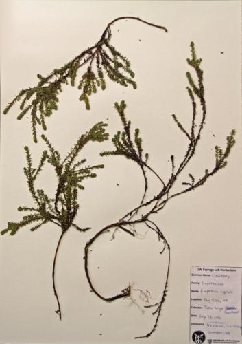 Black Crowberry; Heathberry specimen