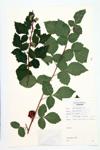 Fragrant Sumac; Squaw-bush specimen