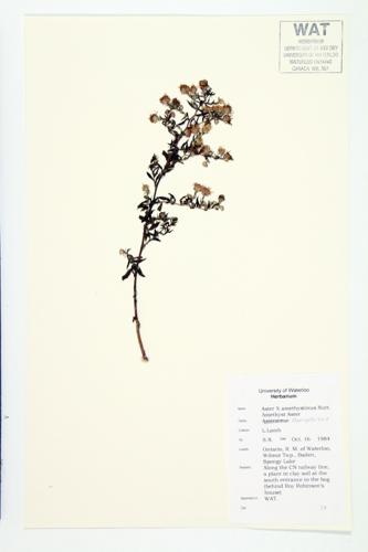 Amethyst Aster specimen