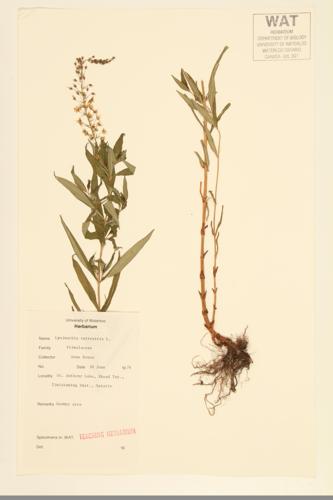 Swamp Loosestrife; Swamp Candles specimen