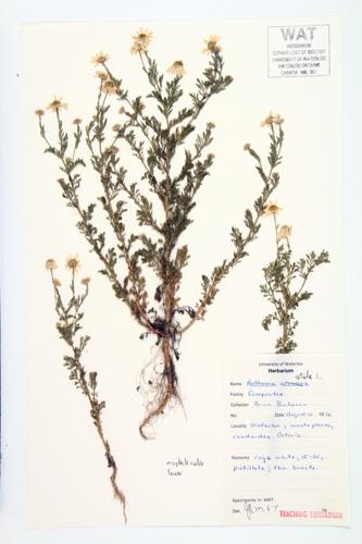 Stinking Mayweed specimen