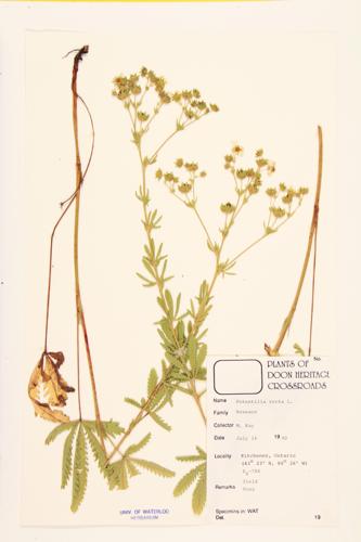 Sulphur ; Rough-fruited Cinquefoil specimen