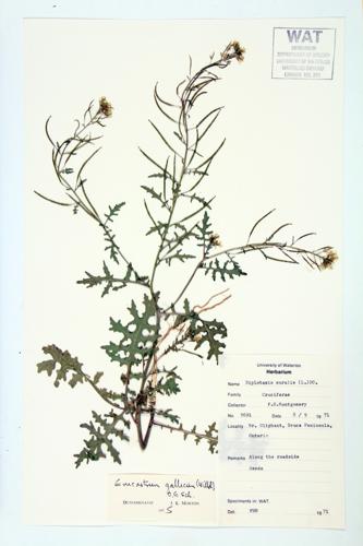 Dog Mustard; French Rocket specimen