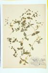 Giant Chickweed; Water Chickweed specimen