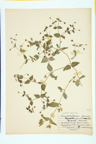 Giant Chickweed; Water Chickweed specimen