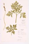 Blunt-lobed Grapefern; Leathery Grapefern specimen