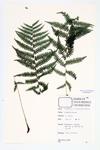 Wood Fern specimen