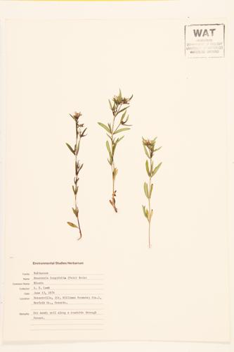 long-leaved Houstonia specimen