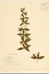 Whorled Loosestrife; Crosswort; Four-Leaved Loosestrife; Prairie Loosestrife specimen