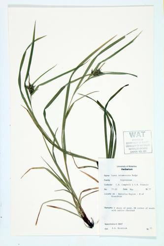 Bladder Sedge; Shinning Bur Sedge; Greater Bladder Sedge specimen