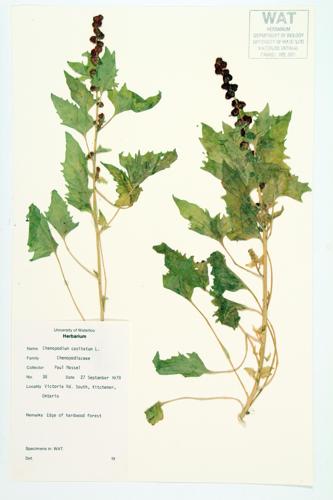 Strawberry-blight specimen