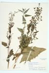 Garden Orach; Garden Atriplex specimen