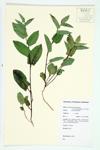 Low Bindweed; Upright Bindweed specimen