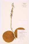 Large Round-leaved Orchid specimen