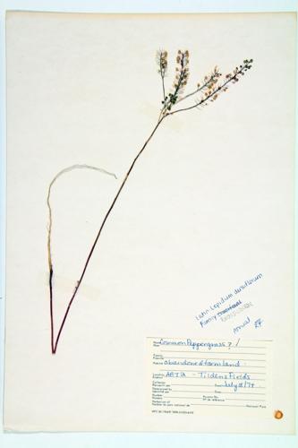 Common Pepper-grass; Wild Tongue specimen