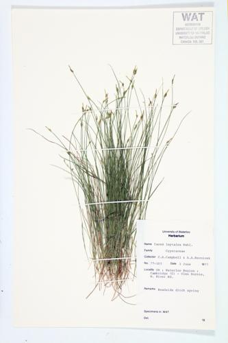 Bristle-stalked Sedge; Slender Sedge specimen