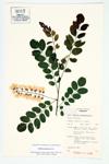 Black Locust; False Acacia specimen