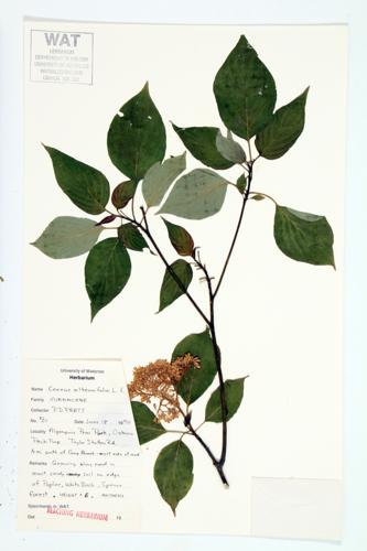 Alternate-leaved Dogwood; Pagoda Dogwood specimen