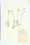 Barren Chickweed; Field Chickweed; Meadow Chickweed specimen