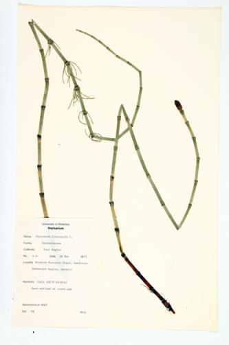 Water Horsetail; Swamp Horsetail specimen