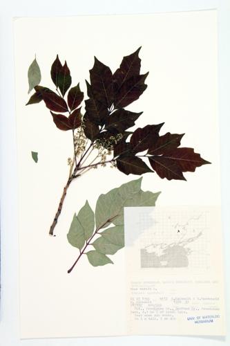 Poison Sumac; Swamp Sumac specimen