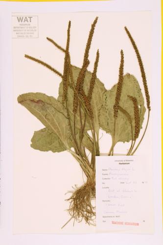 Common Plantain; Broad-leaved Plantain  specimen