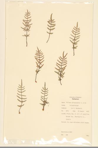 Purple Cliff-brake; Purple-stemmed Cliff-brake specimen