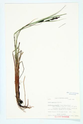 Aquatic Sedge specimen