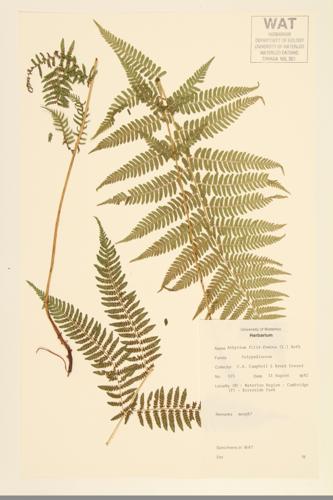 Northern Lady Fern; Common Lady Fern specimen