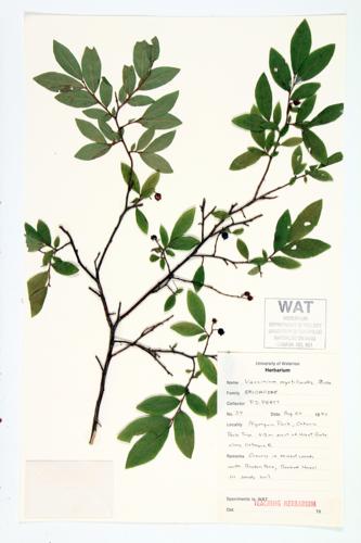 Velvet-leaf Blueberry; Sour-top Blueberry specimen