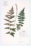 Crested Wood Fern; Crested Shield Fern specimen