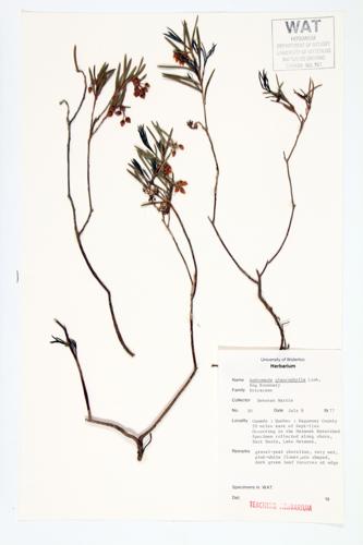 Bog Rosemary specimen