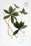 Indian Cucumber-root; Indian Cucumber  specimen