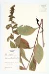 Rough-leaved Goldenrod; Spreading Goldenrod; Roundleaf Goldenrod specimen