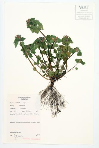 Red Dead-nettle specimen