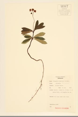 Umbellate Wintergreen;  Common Pipsissewa; Prince's pine specimen