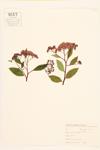 Corymbed Meadowsweet specimen