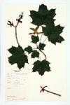 Norway Maple specimen