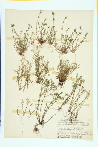 Thyme-leaved Sandwort specimen