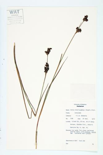 Narrow-panicled Rush; Short-tailed Rush specimen